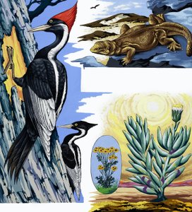 Montage de la faune - English School