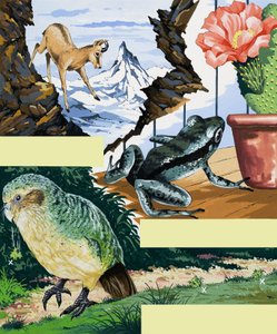 Montage de la faune - English School
