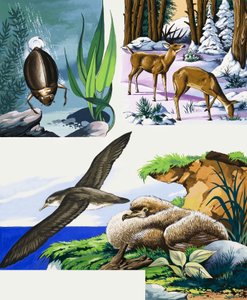 Montage de la faune - English School