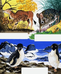Montage de la faune - English School