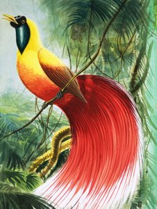 Merveille sans ailes du paradis, illustration tirée de "Wonders of Nature" (Merveilles de la nature)