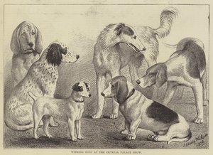 Chiens gagnants à l