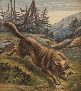 Loup - English School