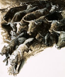 Loups pris dans une bousculade