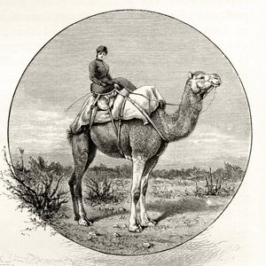 Femme sur un chameau en Australie, vers 1880, de 