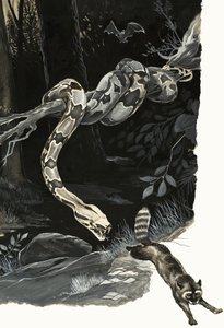 Merveilles de la nature : Serpent qui avait autrefois des pattes