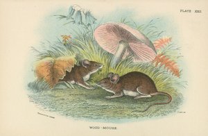 Souris des bois - English School