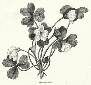 Oxalis - English School