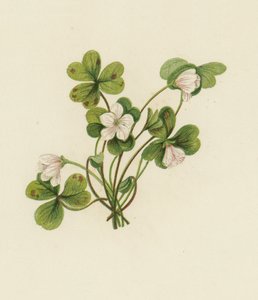 Oxalis Acetosella - English School