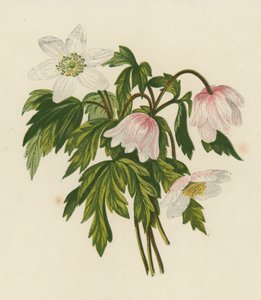 Anémone des bois, Anemone Nemorosa - English School