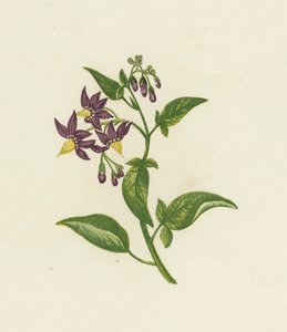 Morelle douce-amère, Solanum Dulcamara