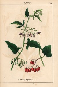 Morelle douce-amère avec fleurs violettes et baies rouges, de 