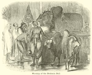 Adoration du taureau brahmane - English School