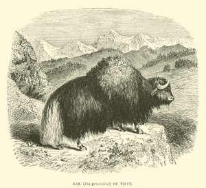 Yak (Bos grunniens) du Tibet - English School
