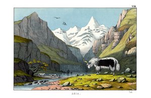 Yak