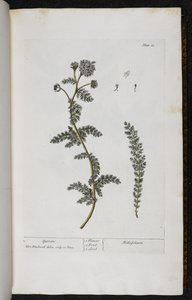 Achillée millefeuille, Planche 18 de 