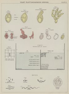 Levure, Saccharomyces Cerevisiae - English School