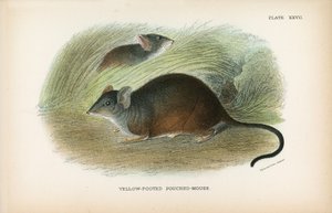 Souris-poche à pieds jaunes - English School