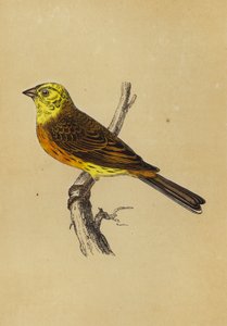 Bruant jaune - English School