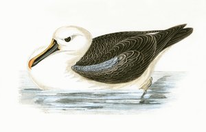 Albatros à nez jaune, illustration de 