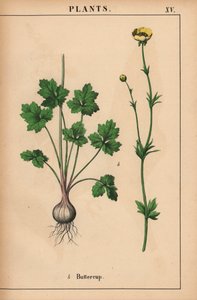 Renoncule jaune, de "The Instructive Picturebook, or Lessons from the Vegetable World," [Charlotte Mary Yonge], Édimbourg - English School