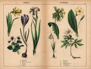 Jonquille jaune, narcisse des poètes blanc, crocus violet, violette violette, primevère jaune, coucou jaune, anémone des bois blanche et perce-neige blanche, de "The Instructive Picturebook, or Lessons from the Vegetable World," [Charlotte Mary Yonge], Édi - English School