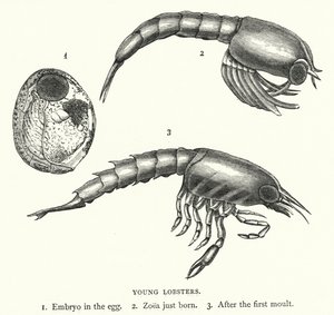 Jeunes Homards