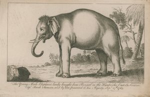 Jeune éléphant mâle - English School