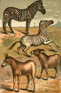 Zèbre, Âne sauvage, Quagga et Âne commun - English School