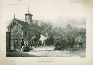 Jardins zoologiques, Regents Park