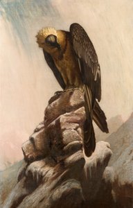 Aigle sur une falaise