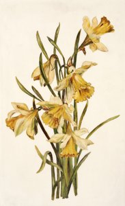 Nature morte, jonquilles