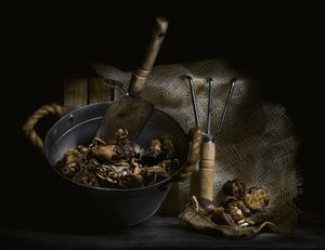 Champignons cueillis et outils - Enrico Sottocorna
