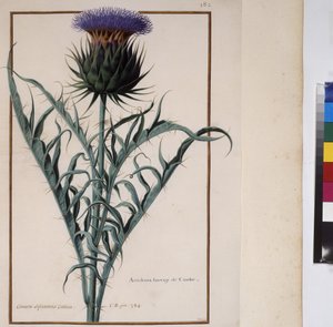 Pleine page : étude de plantes, vers 1650-75 - Erich Lessing