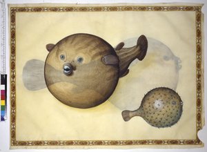 Pleine page : deux poissons-globes sur fond neutre - Erich Lessing