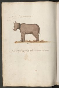 Rhinocéros - Erich Lessing