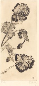 Fleurs - Ernest Ange Duez