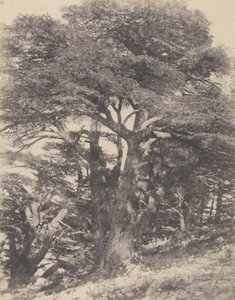 Groupe de Cèdres de Mt. Liban / [Group of Cedar Trees, Mount Lebanon]
