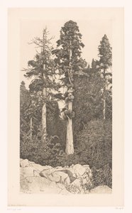 Sequoia boom Baby Sequoia - Ernest Haskell (signed by artist)