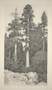 Séquoia bébé - Ernest Haskell