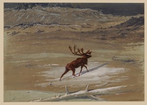 Cerf, 1871 - Ernest Henry Griset
