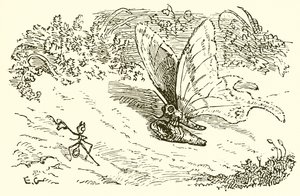 La fourmi et la chrysalide - Ernest Henry Griset