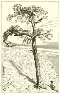 Le Renard et l