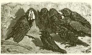 Le Geai vaniteux - Ernest Henry Griset