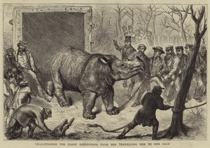 Transfert du rhinocéros velu de sa cage de voyage à sa cage