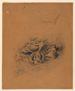 Oiseaux - Ernest Thompson Seton