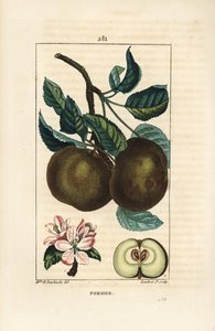 Pommier - Ernestine Panckoucke