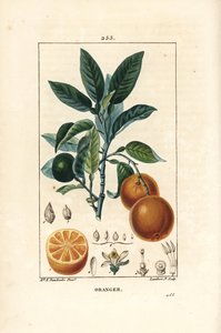 Bigaradier, orange - Ernestine Panckoucke