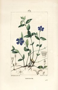 Petite pervenche - Ernestine Panckoucke