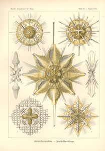 Acanthometra - Stachelstrahlinge, Pl.21 de 